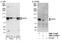Ribosome biogenesis protein BOP1 antibody, NBP1-21389, Novus Biologicals, Immunoprecipitation image 