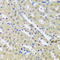 Chromosome 12 Open Reading Frame 10 antibody, 16-884, ProSci, Immunohistochemistry frozen image 