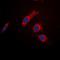 TBC1 Domain Family Member 4 antibody, orb315722, Biorbyt, Immunocytochemistry image 