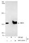 Structural Maintenance Of Chromosomes 3 antibody, NBP2-20418, Novus Biologicals, Western Blot image 