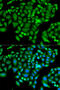 Chromatin assembly factor 1 subunit B antibody, 22-090, ProSci, Immunofluorescence image 
