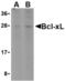 BCL2 Like 1 antibody, TA306173, Origene, Western Blot image 