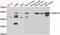 Calcium/Calmodulin Dependent Protein Kinase IG antibody, LS-C349101, Lifespan Biosciences, Western Blot image 
