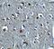 Relaxin 3 antibody, A05495, Boster Biological Technology, Immunohistochemistry frozen image 