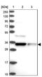 NBPF Member 12 antibody, NBP2-46662, Novus Biologicals, Western Blot image 