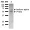 Phosphatidylinositol-3,4,5-trisphosphate 3-phosphatase and dual-specificity protein phosphatase PTEN antibody, SPC-766D-HRP, StressMarq, Western Blot image 