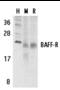 CD268 antibody, TA306118, Origene, Western Blot image 