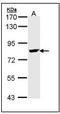 ATK antibody, AP23622PU-N, Origene, Western Blot image 