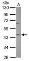 SPOUT Domain Containing Methyltransferase 1 antibody, NBP2-15653, Novus Biologicals, Western Blot image 