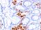 MS4A1 antibody, AE00205, Aeonian Biotech, Immunohistochemistry frozen image 