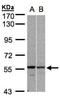 Pre-mRNA-processing factor 19 antibody, NBP1-31246, Novus Biologicals, Western Blot image 