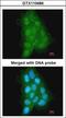 MAGE Family Member A11 antibody, GTX110484, GeneTex, Immunocytochemistry image 