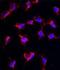 Nanos C2HC-Type Zinc Finger 1 antibody, PA5-35139, Invitrogen Antibodies, Immunofluorescence image 