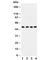 SPTLC1 antibody, R30870, NSJ Bioreagents, Western Blot image 