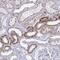 Pleckstrin Homology, MyTH4 And FERM Domain Containing H1 antibody, HPA051964, Atlas Antibodies, Immunohistochemistry paraffin image 