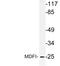 MyoD Family Inhibitor antibody, LS-C177857, Lifespan Biosciences, Western Blot image 