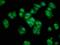 Crystallin Alpha A antibody, orb416735, Biorbyt, Immunocytochemistry image 