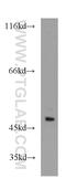 Multifunctional protein ADE2 antibody, 12967-1-AP, Proteintech Group, Western Blot image 
