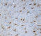 GFAP antibody, 837404, BioLegend, Western Blot image 