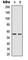 Vimentin antibody, abx121810, Abbexa, Western Blot image 