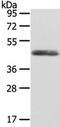 Wnt Family Member 2 antibody, TA351948, Origene, Western Blot image 