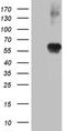 Ring Finger Protein 1 antibody, CF809296, Origene, Western Blot image 