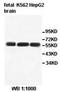 Aldehyde Dehydrogenase 1 Family Member B1 antibody, orb77916, Biorbyt, Western Blot image 