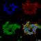 Gamma-Aminobutyric Acid Type A Receptor Epsilon Subunit antibody, SMC-493D-FITC, StressMarq, Immunofluorescence image 