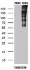 Zinc Finger E-Box Binding Homeobox 1 antibody, NBP2-46398, Novus Biologicals, Western Blot image 
