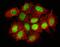Nucleus Accumbens Associated 1 antibody, A08675-3, Boster Biological Technology, Immunofluorescence image 