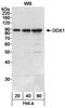 DEAD-Box Helicase 1 antibody, NB200-348, Novus Biologicals, Western Blot image 