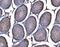 AHSA1 antibody, A05733-2, Boster Biological Technology, Immunohistochemistry paraffin image 