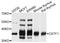 Cleavage Stimulation Factor Subunit 1 antibody, A5915, ABclonal Technology, Western Blot image 
