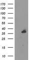 UNG1 antibody, TA503513S, Origene, Western Blot image 