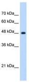 Sad1 And UNC84 Domain Containing 2 antibody, TA341973, Origene, Western Blot image 