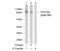 STAT5A antibody, AP02348PU-S, Origene, Western Blot image 
