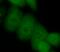 Histone-lysine N-methyltransferase EZH2 antibody, FNab02918, FineTest, Immunofluorescence image 