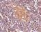 CD5 Molecule Like antibody, NBP1-76699, Novus Biologicals, Immunohistochemistry paraffin image 