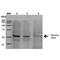 Protein Phosphatase 5 Catalytic Subunit antibody, LS-C774063, Lifespan Biosciences, Western Blot image 