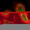 BRD4 Interacting Chromatin Remodeling Complex Associated Protein Like antibody, HPA029391, Atlas Antibodies, Immunocytochemistry image 