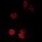 Piwi-like protein 1 antibody, orb340827, Biorbyt, Immunofluorescence image 