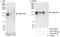 Angiomotin antibody, A303-304A, Bethyl Labs, Immunoprecipitation image 