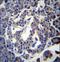 Ghrelin O-acyltransferase antibody, LS-C164064, Lifespan Biosciences, Immunohistochemistry frozen image 