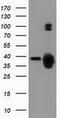 Growth arrest-specific protein 7 antibody, TA501872, Origene, Western Blot image 