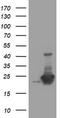 Ubiquitin Conjugating Enzyme E2 E3 antibody, TA504681BM, Origene, Western Blot image 