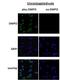 DMPO antibody, LS-C150390, Lifespan Biosciences, Immunofluorescence image 