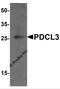 Phosducin-like protein 3 antibody, 7889, ProSci, Western Blot image 