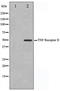 TNF Receptor Superfamily Member 1B antibody, TA347564, Origene, Western Blot image 