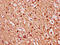 Heparin-binding growth factor 1 antibody, LS-C375724, Lifespan Biosciences, Immunohistochemistry paraffin image 