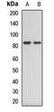 Collectin-12 antibody, LS-C668345, Lifespan Biosciences, Western Blot image 